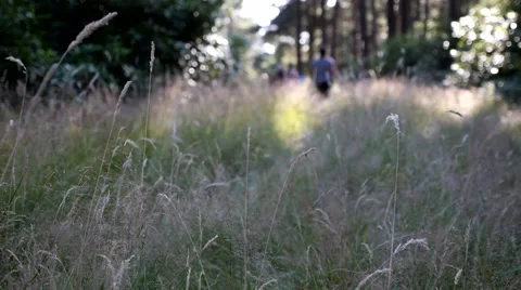 A walk in the woods Stock Footage 48656224