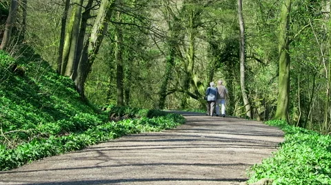 A walk in the woods Stock Footage 49691770