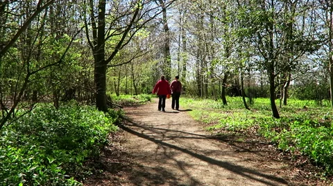 A walk in the woods Stock Footage 49692263