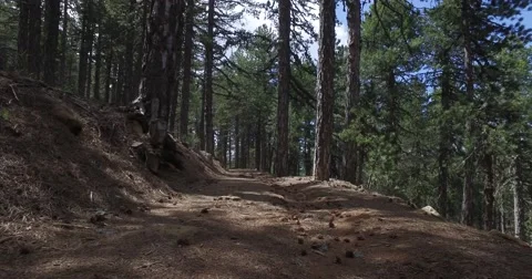 A walk in the woods Stockbeeldmateriaal 63619614