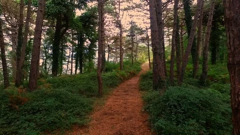 Walk in the woods Stock Footage 75011398