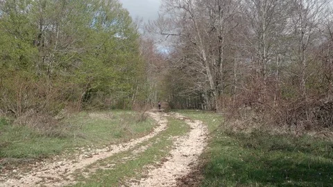 Walk in the woods Video stock 75757085