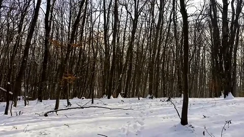 A walk in the woods Stock Footage 87010154