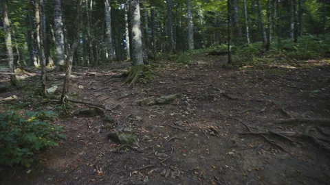 A walk in the Woods Stock Footage 94728411