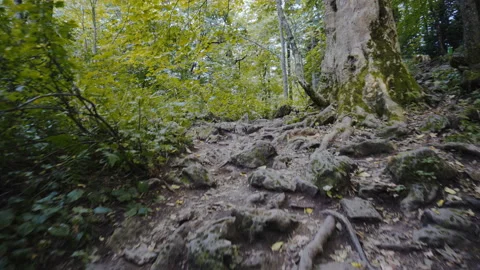 A walk in the Woods Video stock 94728452