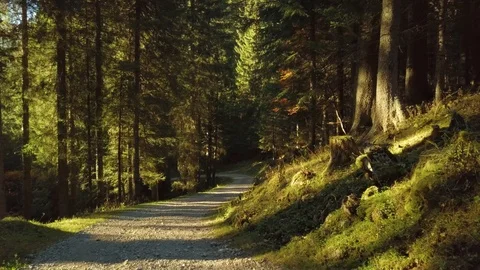 Walk in the woods Stock Footage 96988621