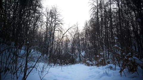 Walk in the woods Stock Footage 105111552