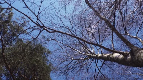 Walk in the woods Stock Footage 128602134