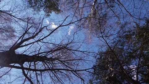 Walk in the woods Stock Footage 128602220