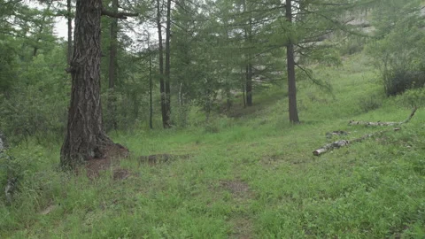 Walk in the woods 스톡 동영상 134159620