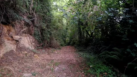 A walk into the woods Stock-Footage 146899781