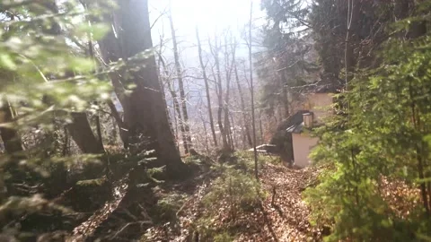 Walk in the woods Stock-Footage 151478817