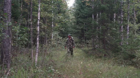 Walk in the woods Video stock 159604031