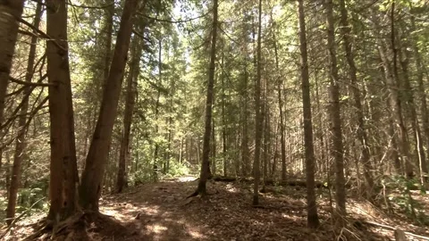 A walk in the woods Stock Footage 162129537
