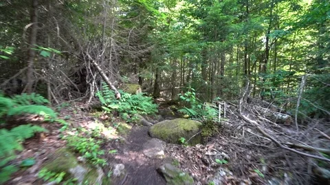 Walk in the woods Stockbeeldmateriaal 171343555