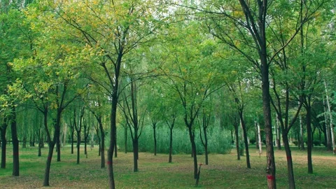 Walk in the woods Stock Footage 234054191