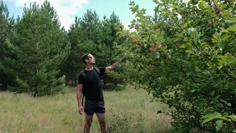 A walk in the woods Video stock 247164801