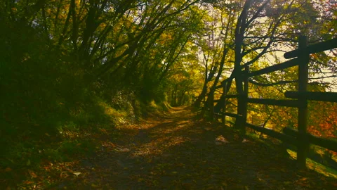A Walk in the Woods Stock Footage 252044861