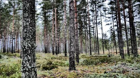 A Walk in the woods Stock Photos