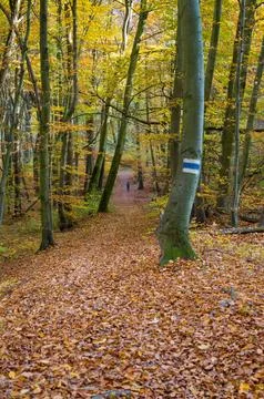 A Walk in the Woods Stock Photos