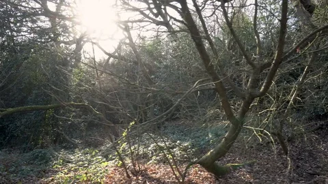 Walk in the woods with sunflare Video stock 124611240