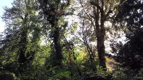 Walk in the Woods with Sunlight Streaming through the branches Stock Footage 97836352
