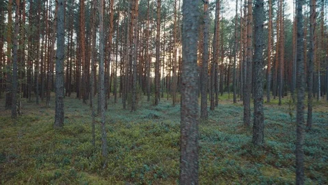Walk in the woods at sunset. Stock Footage 108781023