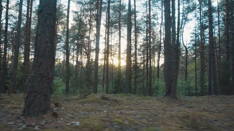 Walk in the woods at sunset. Video stock 108782315