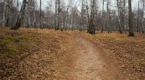 Walk in the woods, Time Lapse Stock Footage 22209036