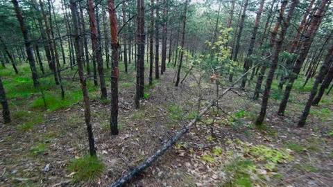 Walk in the young pine forest in spring. The camera moves among the trees Video stock 131744261