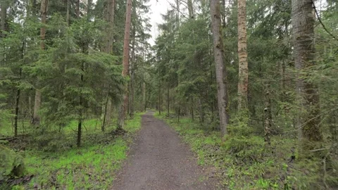 Walk_along_the_forest_path 動画素材 130771817