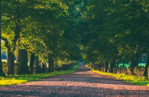 Walkaway in the spring forest Stock Photos