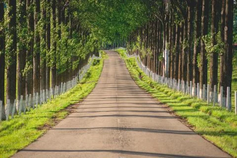 Walkaway in the spring forest Stock Photos