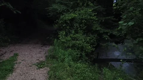 Walked towards the forest Stock Footage 316946732