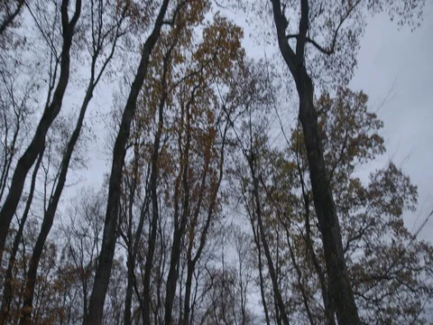 Walker in forest Stock Footage 83953321