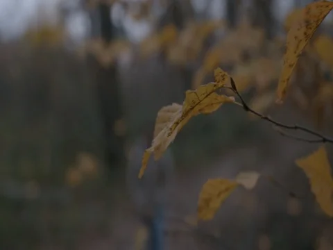 Walker in forest Stock Footage 83953458