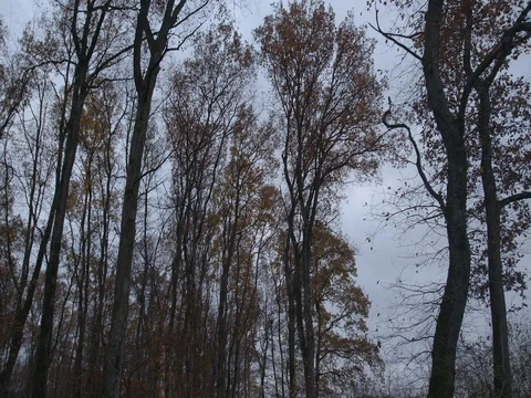 Walker in forest Stock Footage 83953761