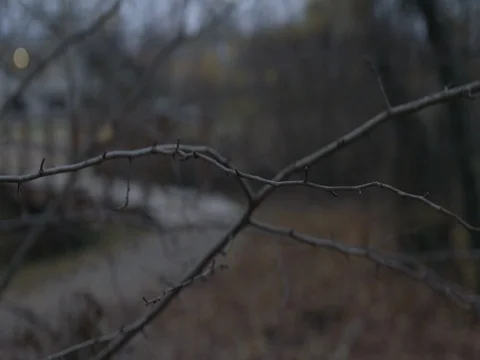 Walker in forest Stockbeeldmateriaal 83953876