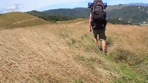 Walker in high tussock grass with big backpack Stock Footage 50483441