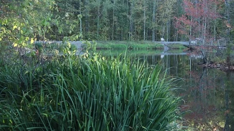Walker in a park Stock Footage 81534461