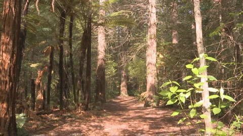 Walker in redwood forest  Stock Footage 942837