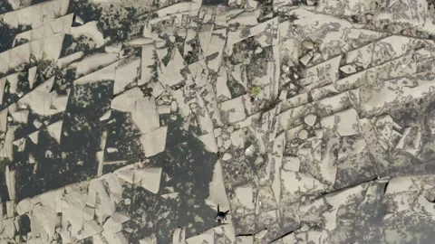 Walker with a tree on his back Stock Footage 230619632