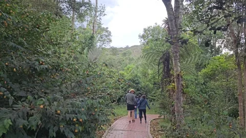 Walkers on Brick Path Through Lush Forest, Laguna de Guatavita, Colombia 8K Stock Footage 331520668