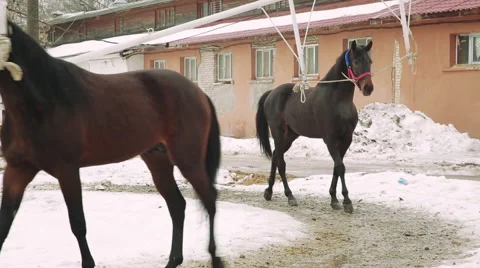Walkers for horses Stock Footage 62330552