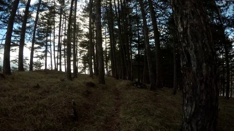 Walki in forest Stock Footage 86737794