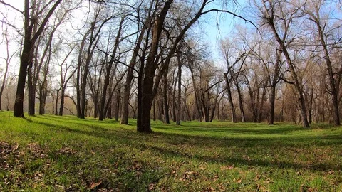 Walkin in the Forest Stock Footage 106105907