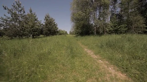 Walking With 2 Dogs In The Meadow Video stock 76436019