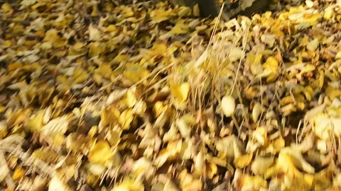 Walking on Abandoned cemetery. Stockbeeldmateriaal 79797880