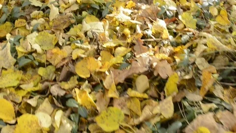 Walking on Abandoned cemetery. Stockbeeldmateriaal 79798042