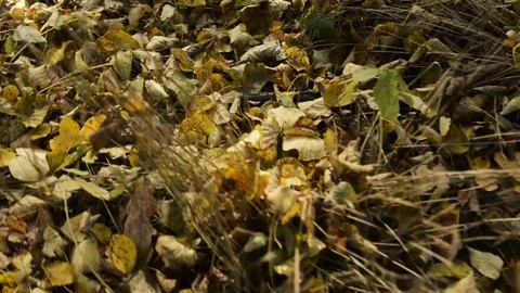 Walking on Abandoned cemetery. Stock Footage 79798155